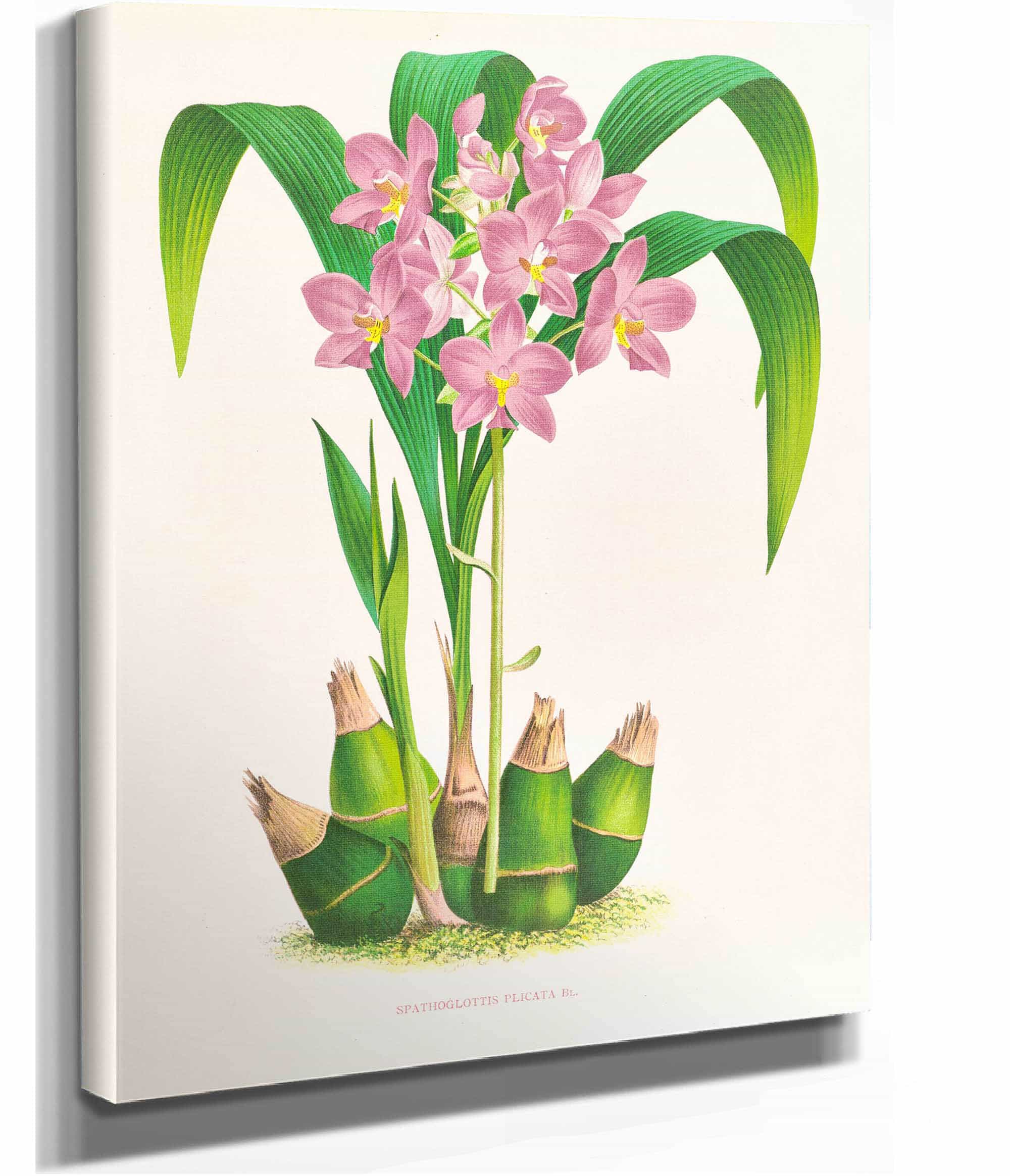 Spathoglottis Plicata by Jean Jules Linden