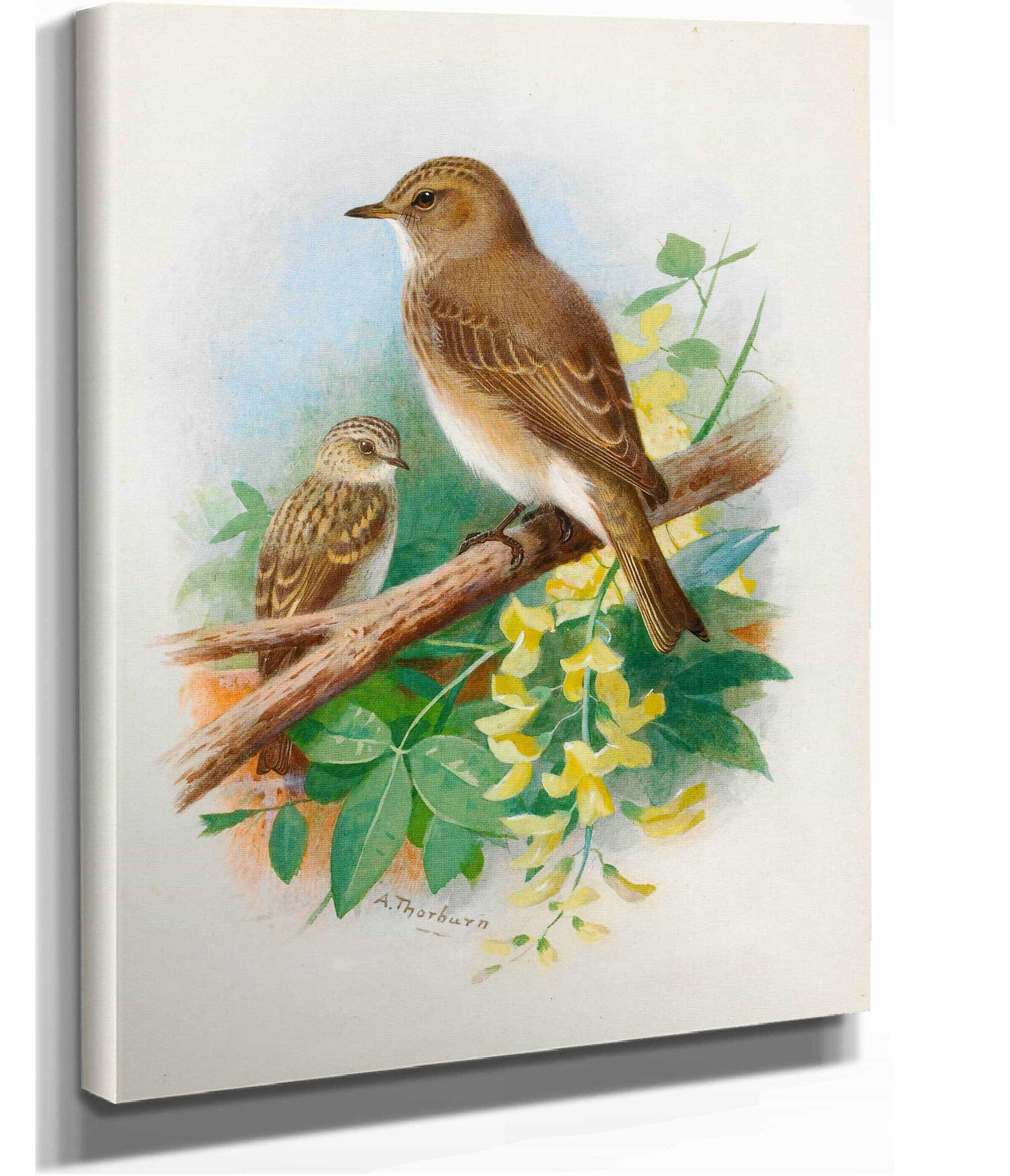 Spotted Flycatchers by Archibald Thorburn