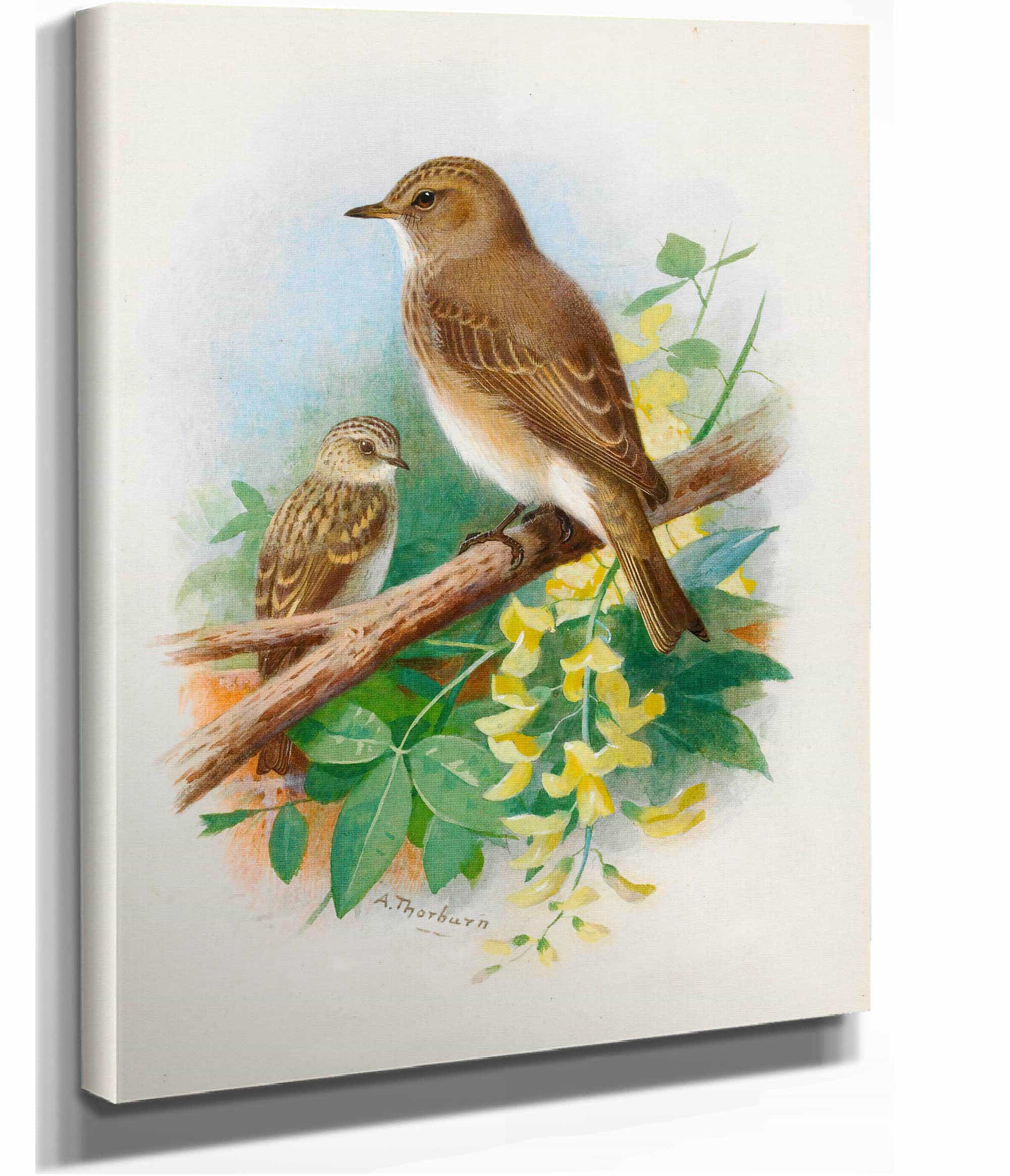 Spotted Flycatchers by Archibald Thorburn