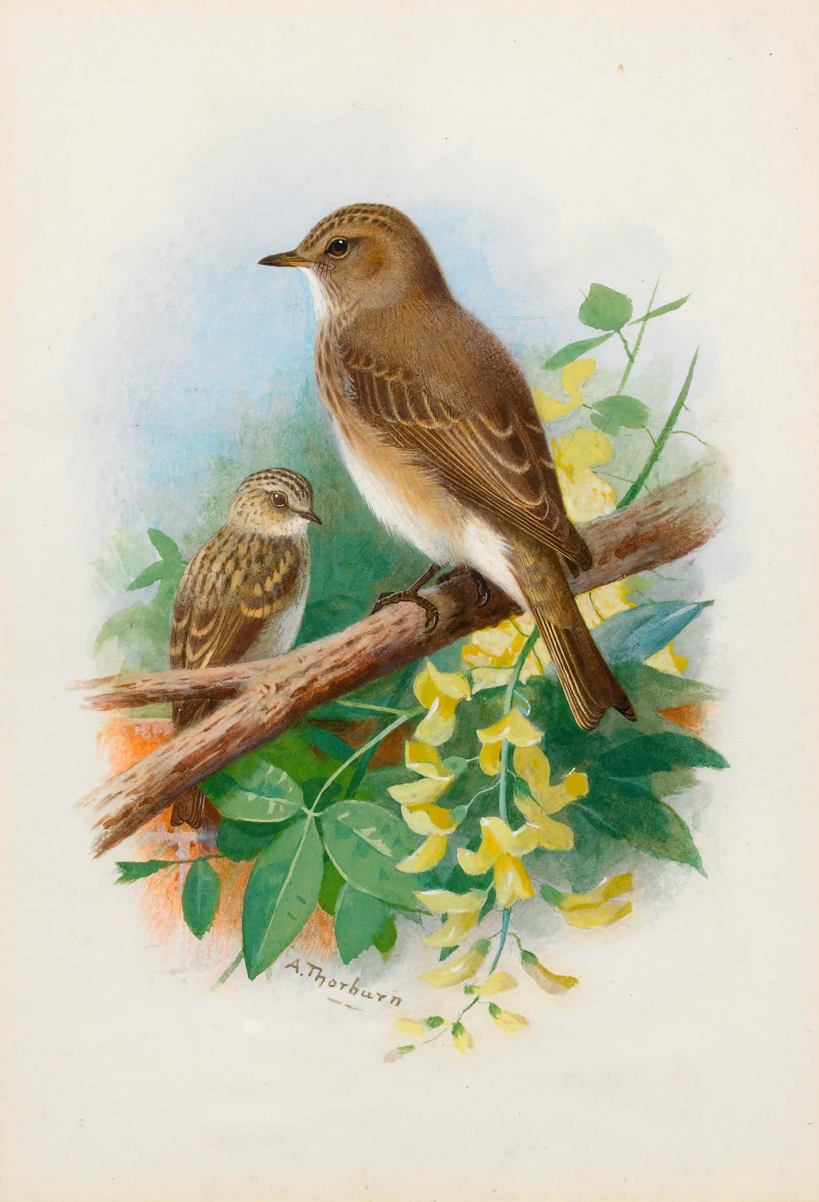 Spotted Flycatchers by Archibald Thorburn