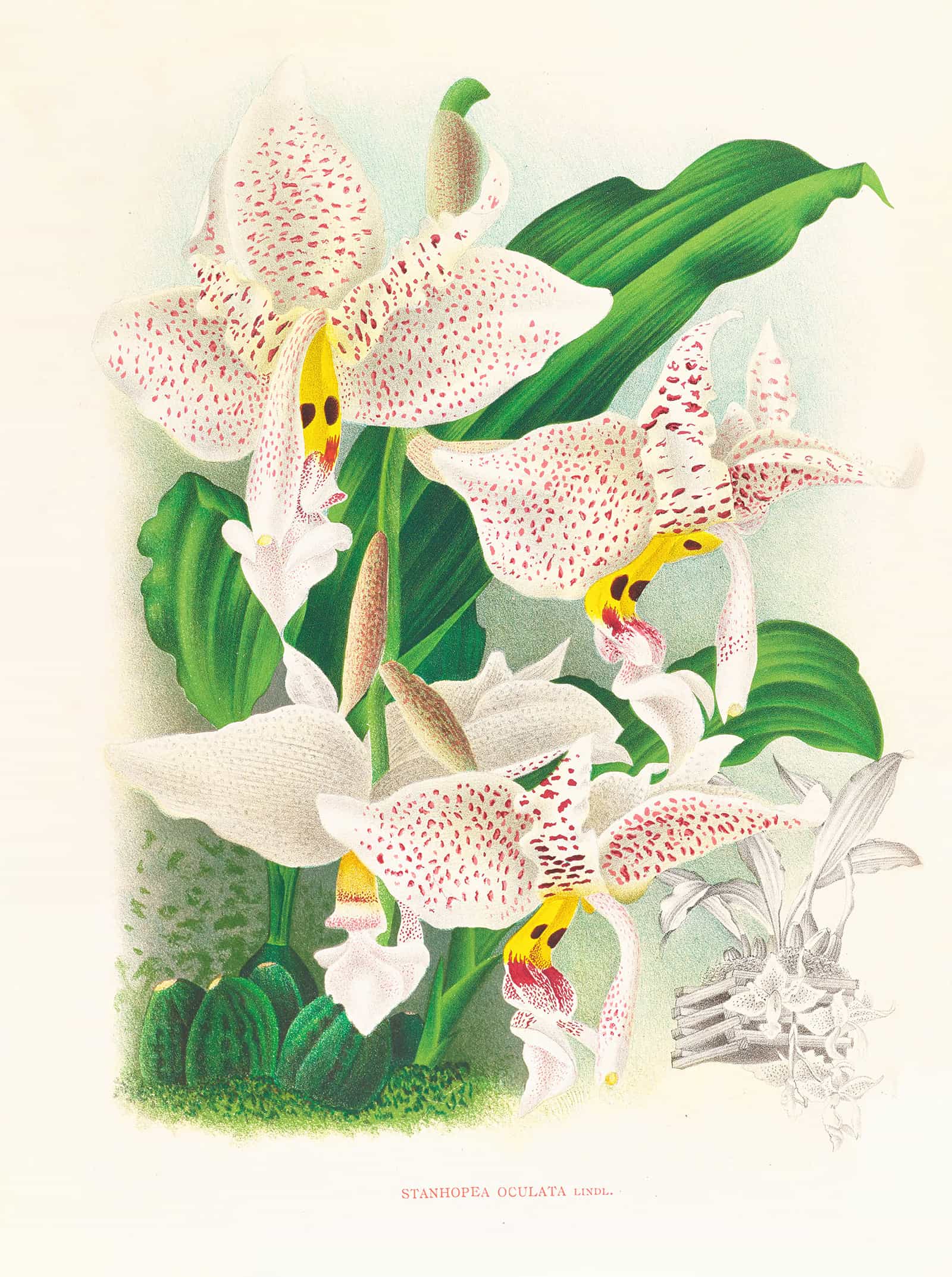 Stanhopea Oculata by Jean Jules Linden