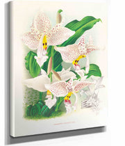 Stanhopea Oculata by Jean Jules Linden