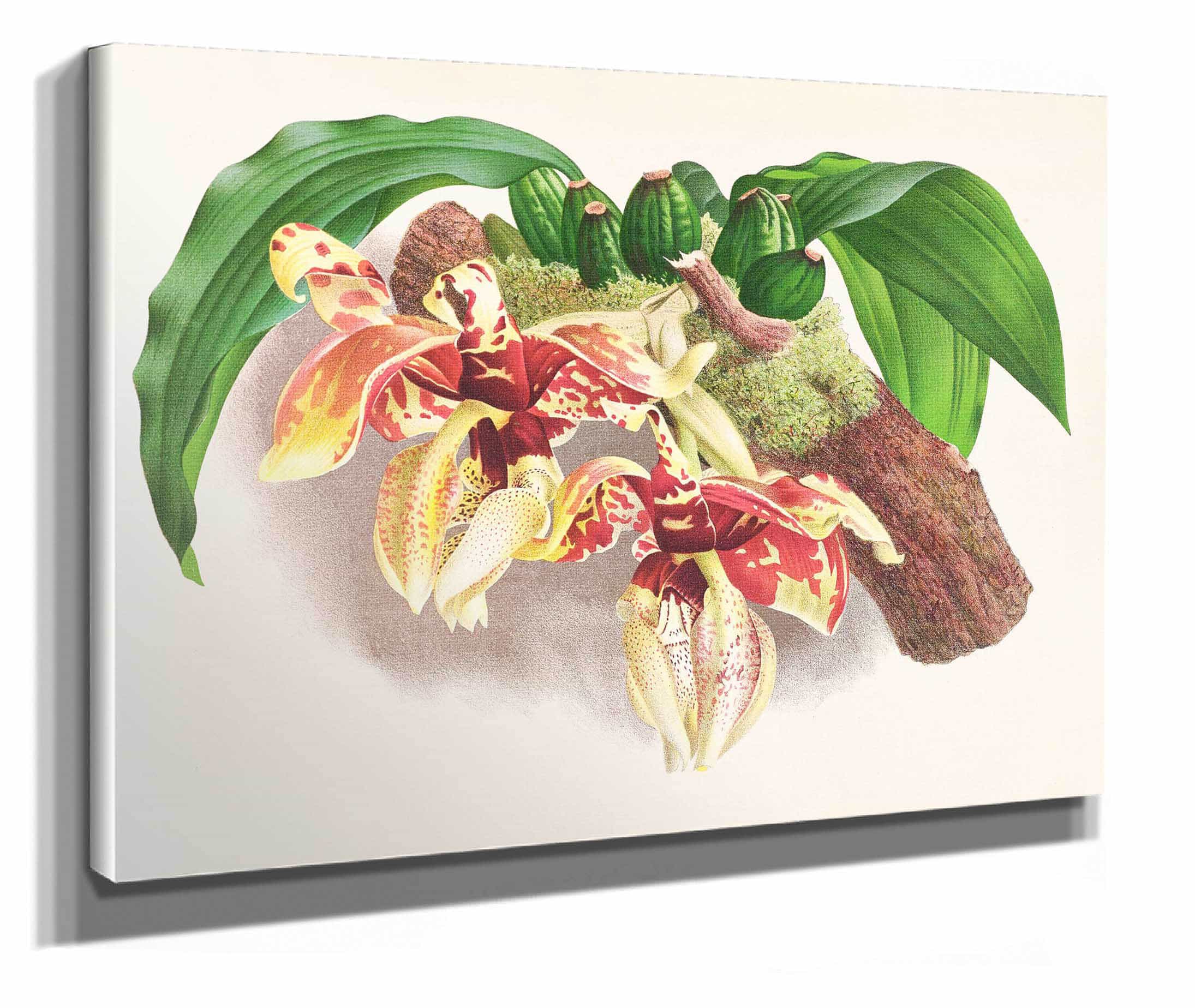 Stanhopea Tigrina by Jean Jules Linden
