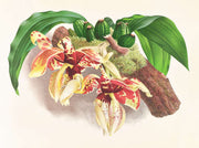 Stanhopea Tigrina by Jean Jules Linden
