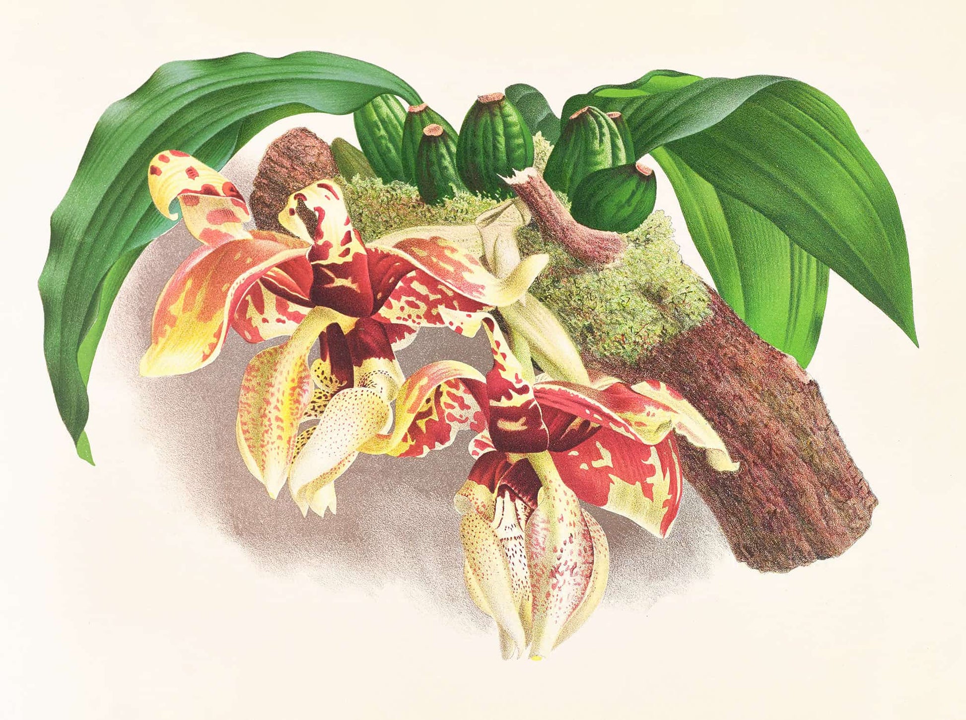 Stanhopea Tigrina by Jean Jules Linden