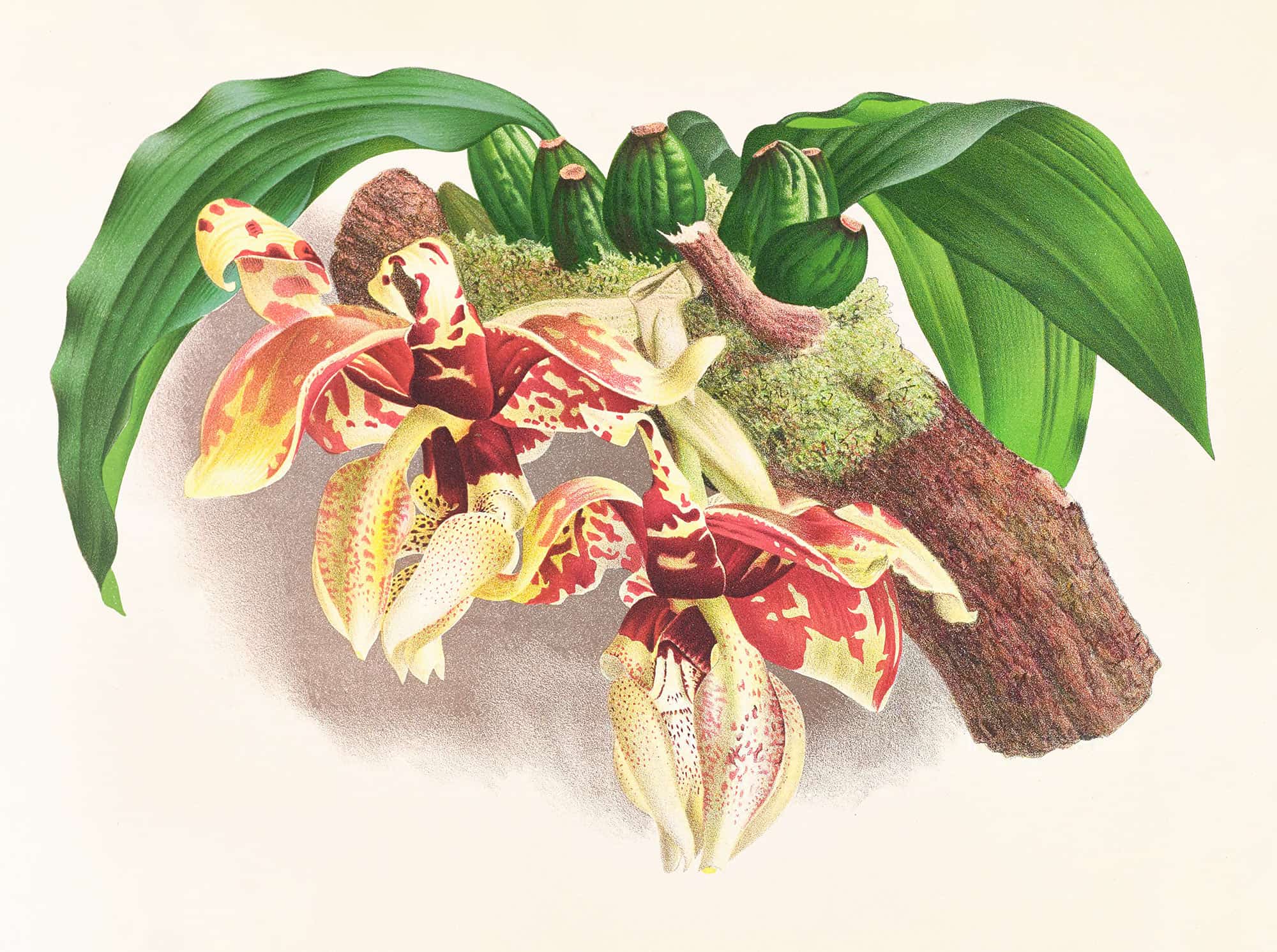 Stanhopea Tigrina by Jean Jules Linden