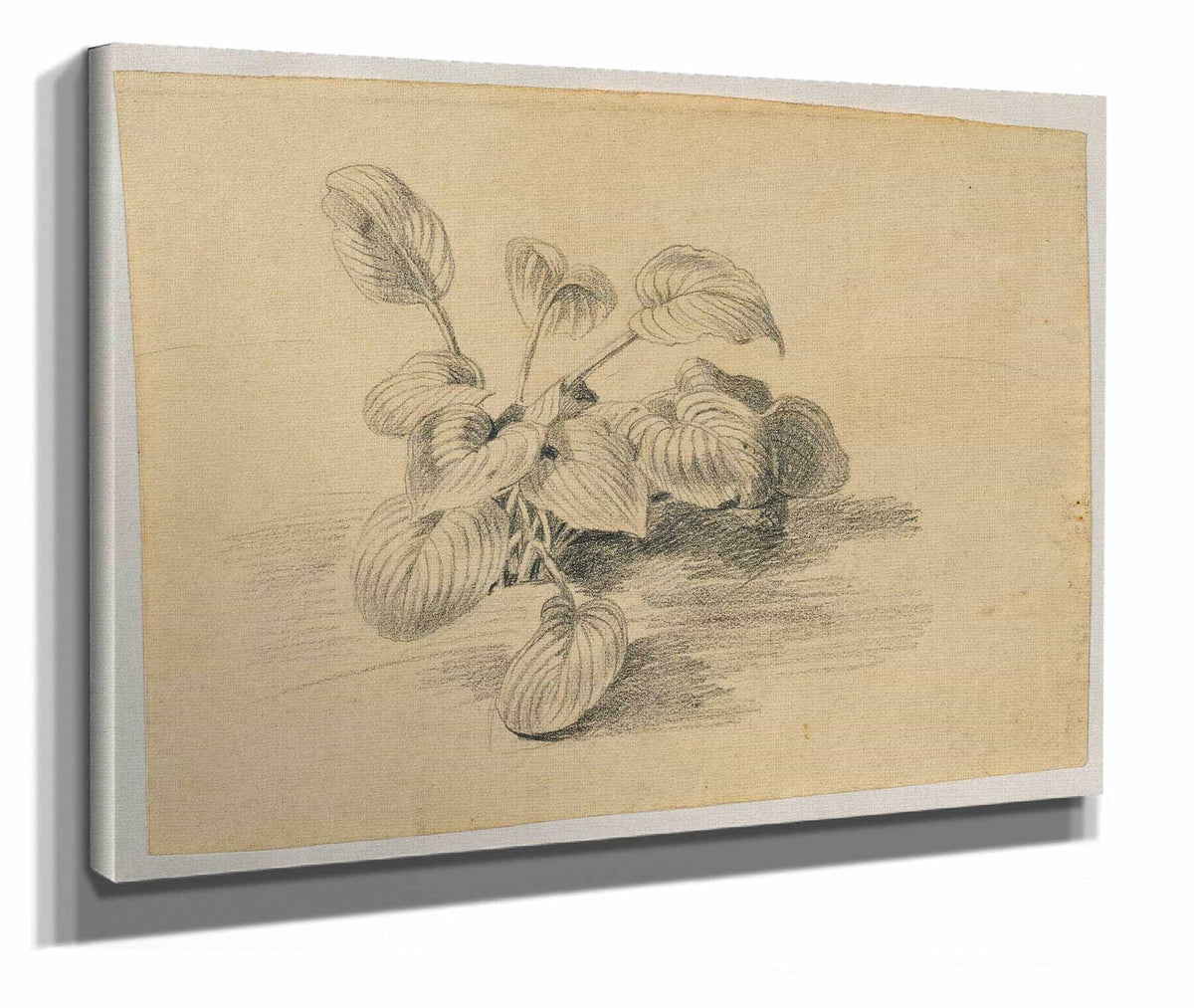 Studie Einer Blattpflanze by Johann Peter Krafft