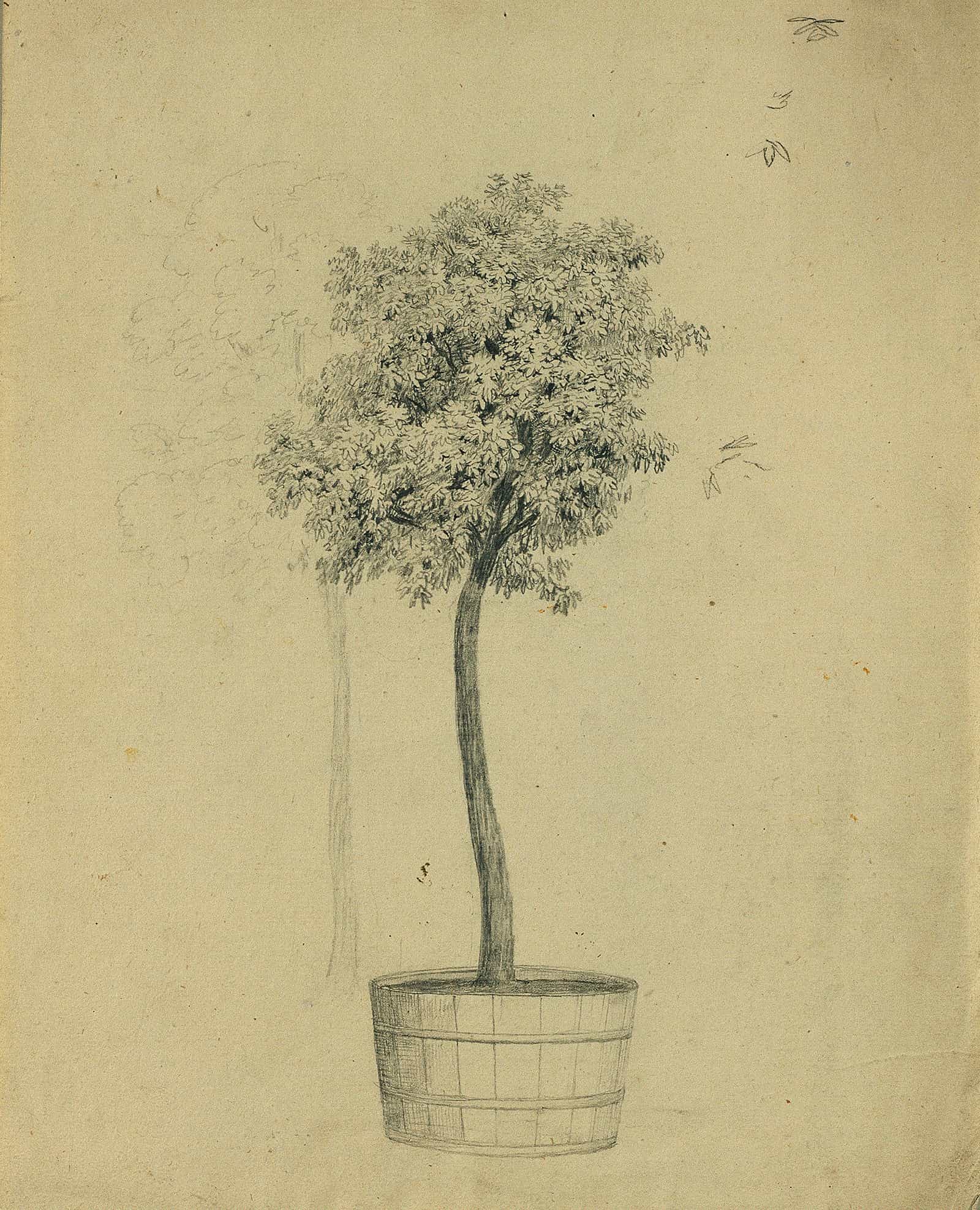 Studie Eines Baumchens Im Topf by Johann Peter Krafft