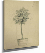 Studie Eines Baumchens Im Topf by Johann Peter Krafft