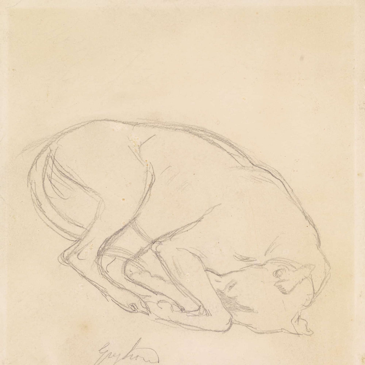 Studies Of A Chin A Sleeping Dog Annotated Greyhound by Sir John Everett Millais