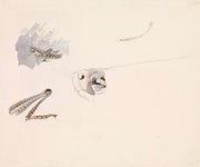 Studies Of A Grasshopper Body Head And Leg by Sir John Everett Millais
