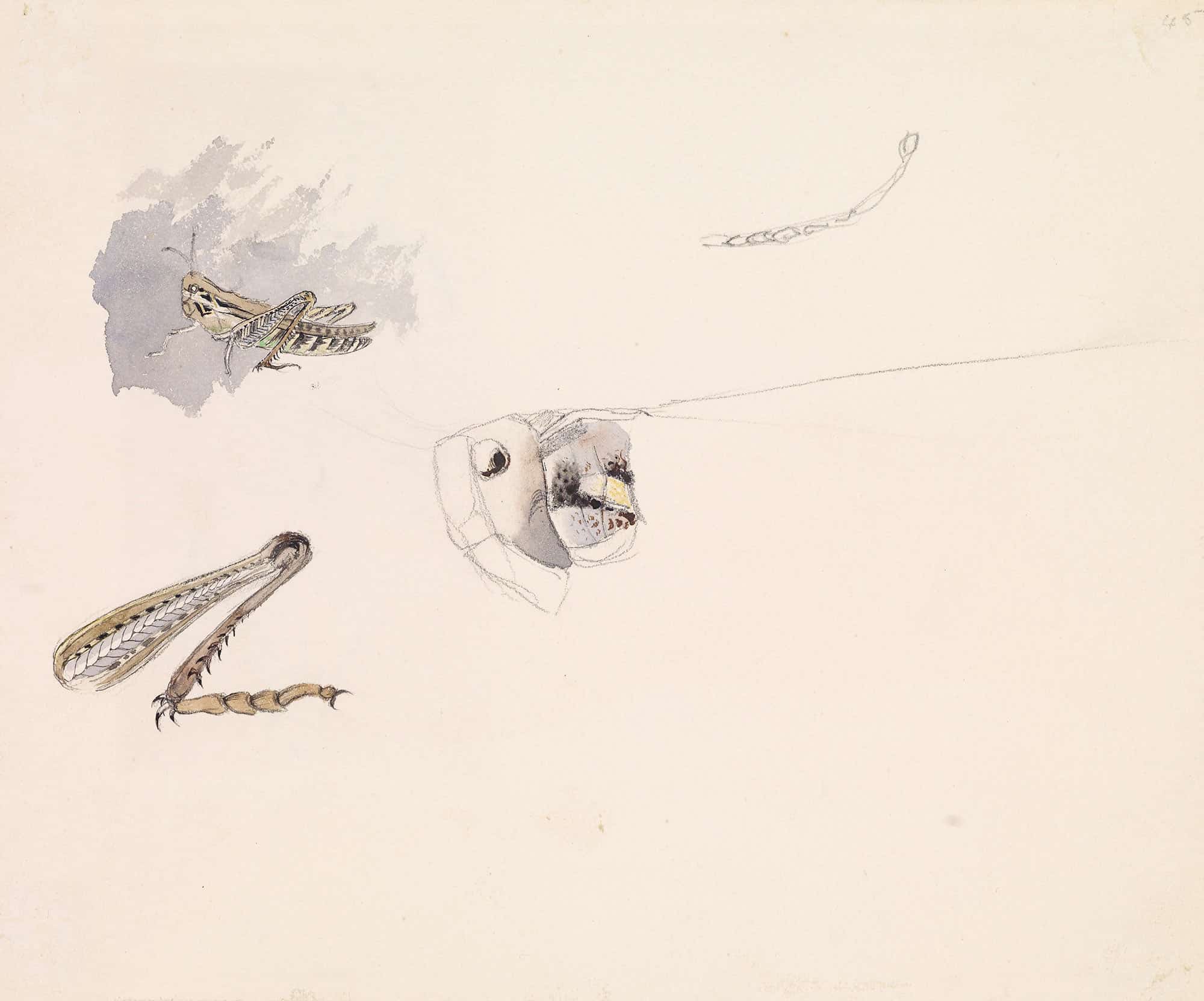 Studies Of A Grasshopper Body Head And Leg by Sir John Everett Millais