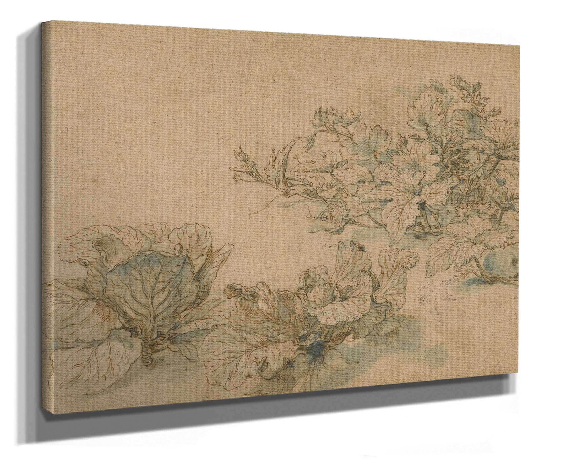 Studies Of A Marrow Plant And Cabbages  by Abraham Bloemaert