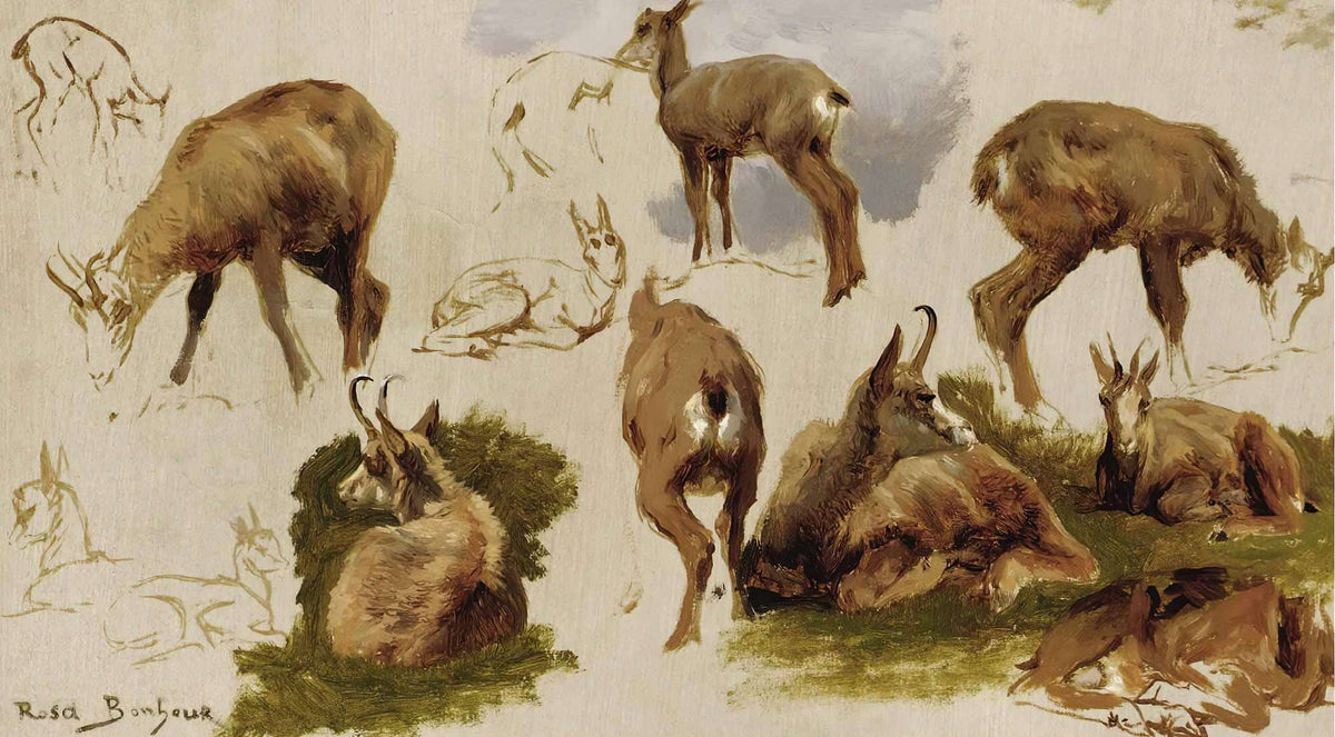 Studies Of An Isard by Rosa Bonheur
