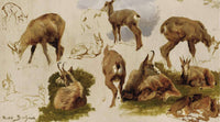 Studies Of An Isard by Rosa Bonheur