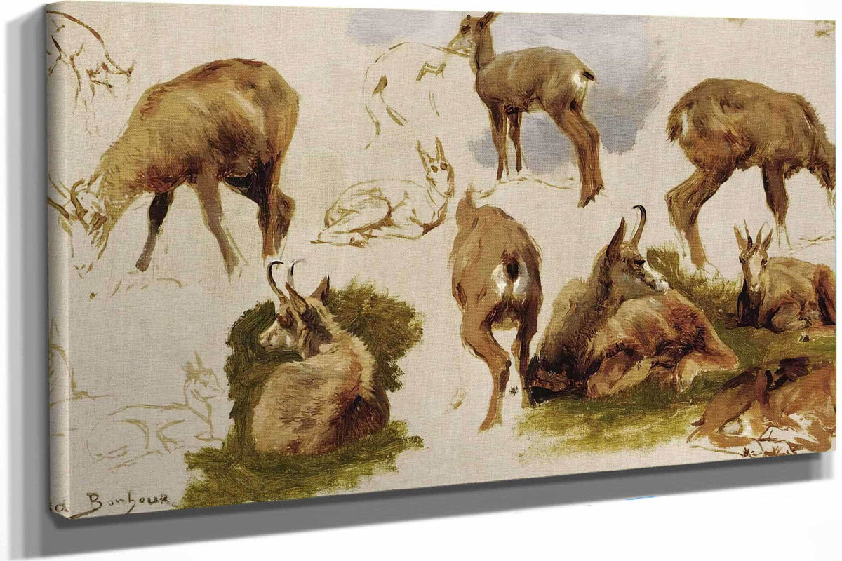 Studies Of An Isard by Rosa Bonheur