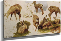 Studies Of An Isard by Rosa Bonheur