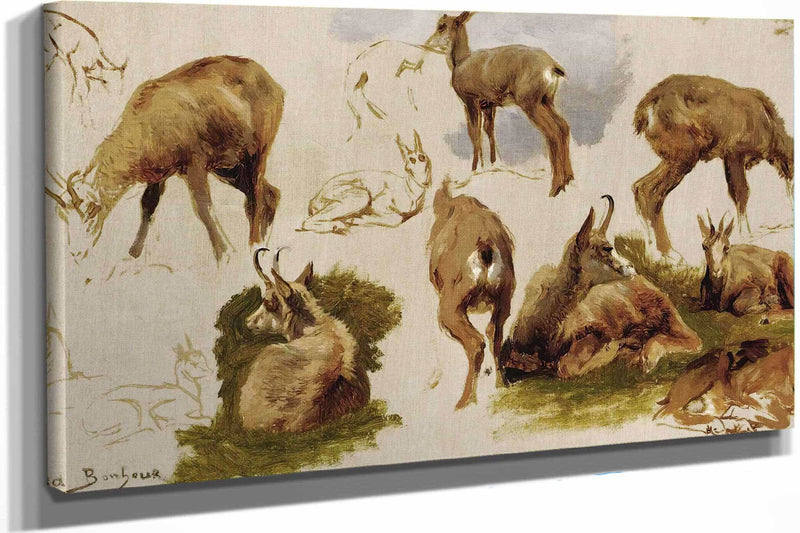 Studies Of An Isard by Rosa Bonheur