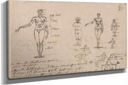 Studies Of Anatomy Measurements And Writing by James Ward