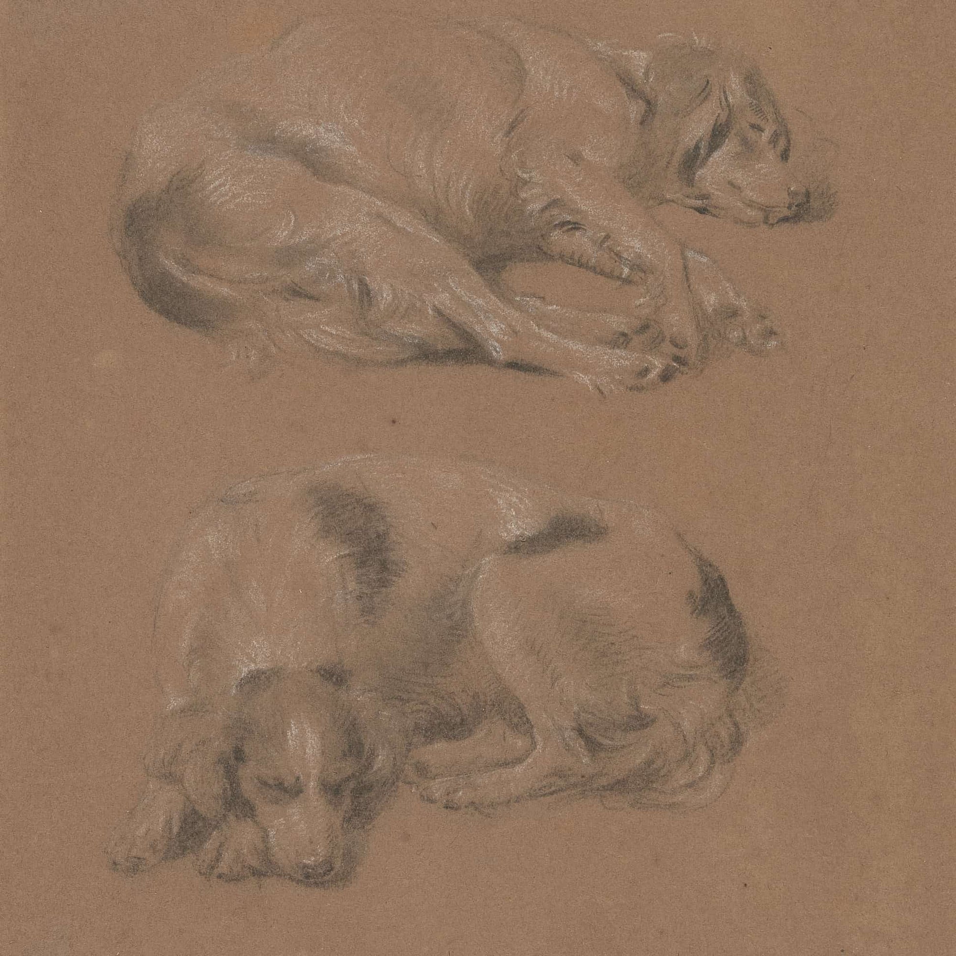 Studies Of Dogs Lying Down by James Ward