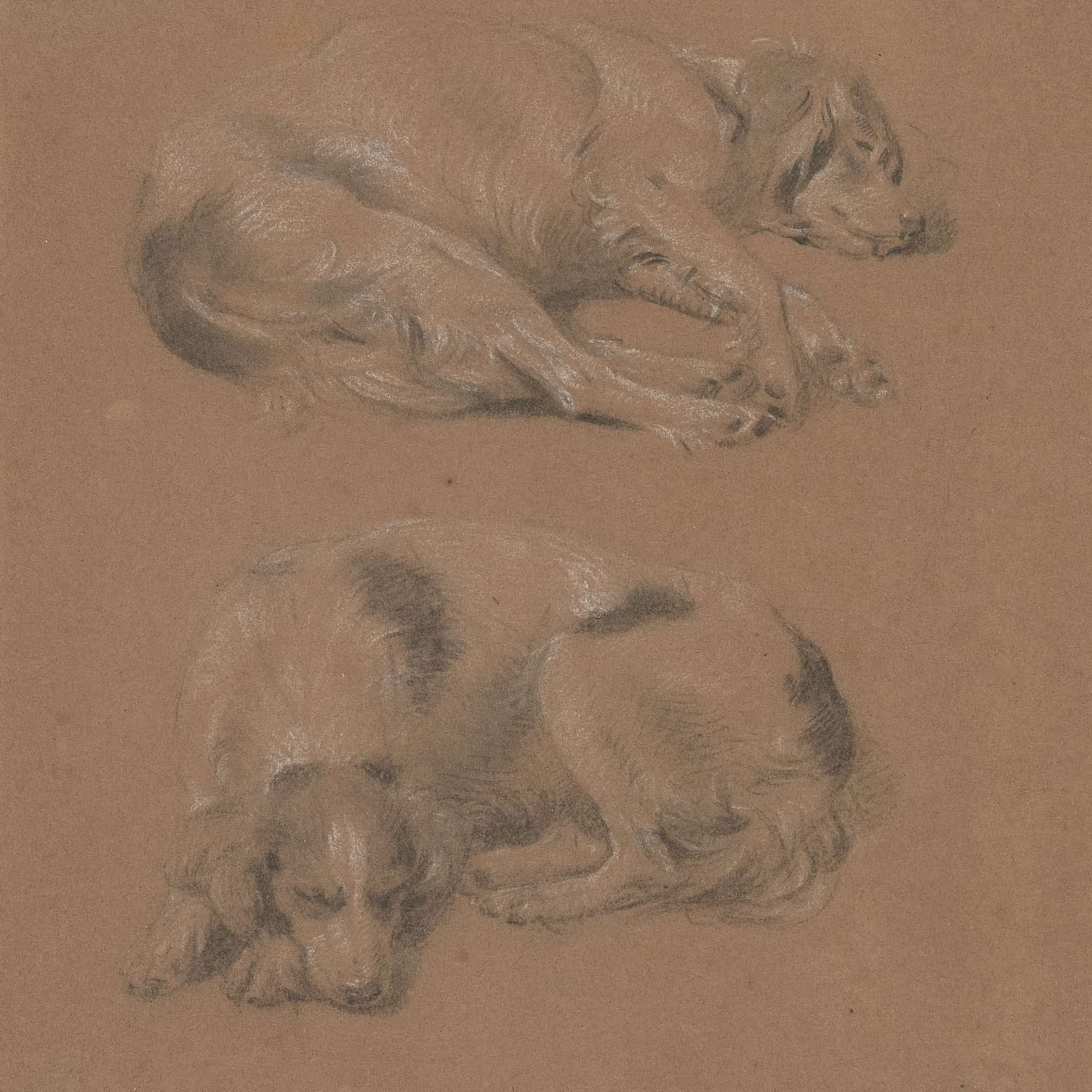 Studies Of Dogs Lying Down by James Ward