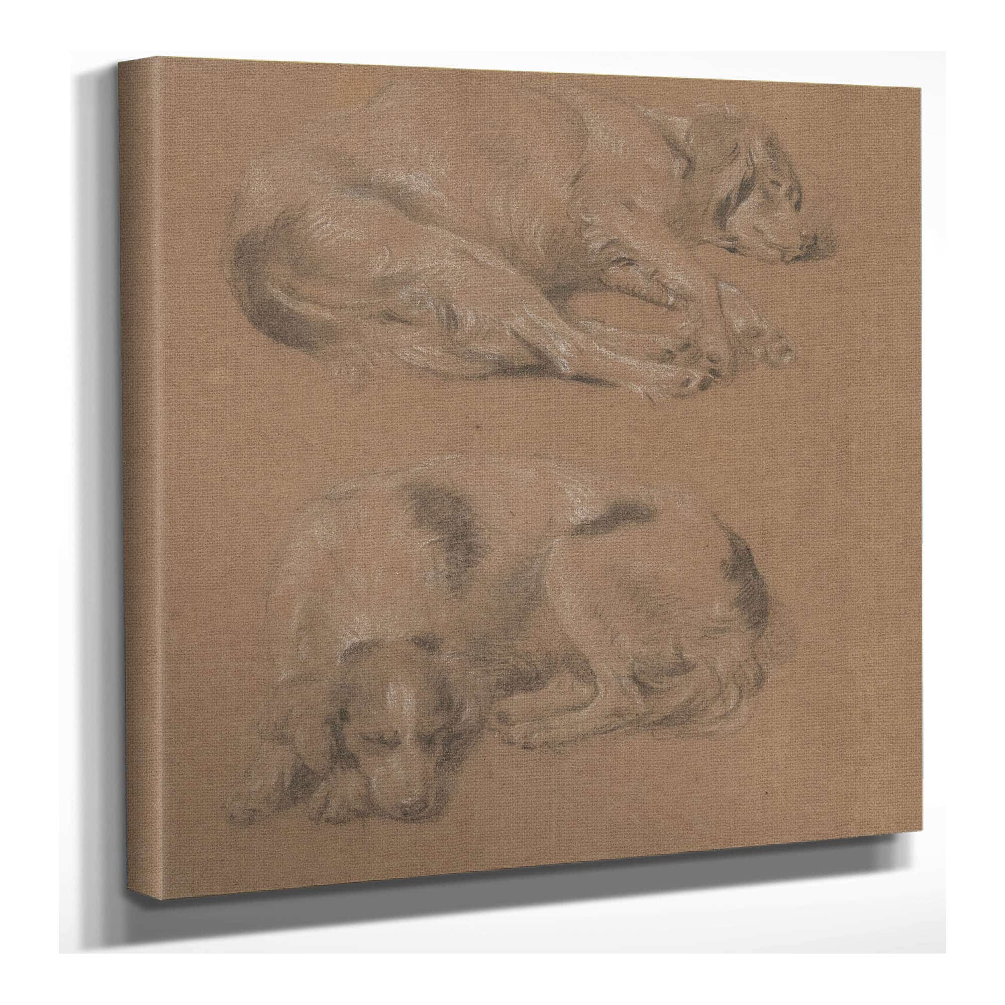 Studies Of Dogs Lying Down by James Ward