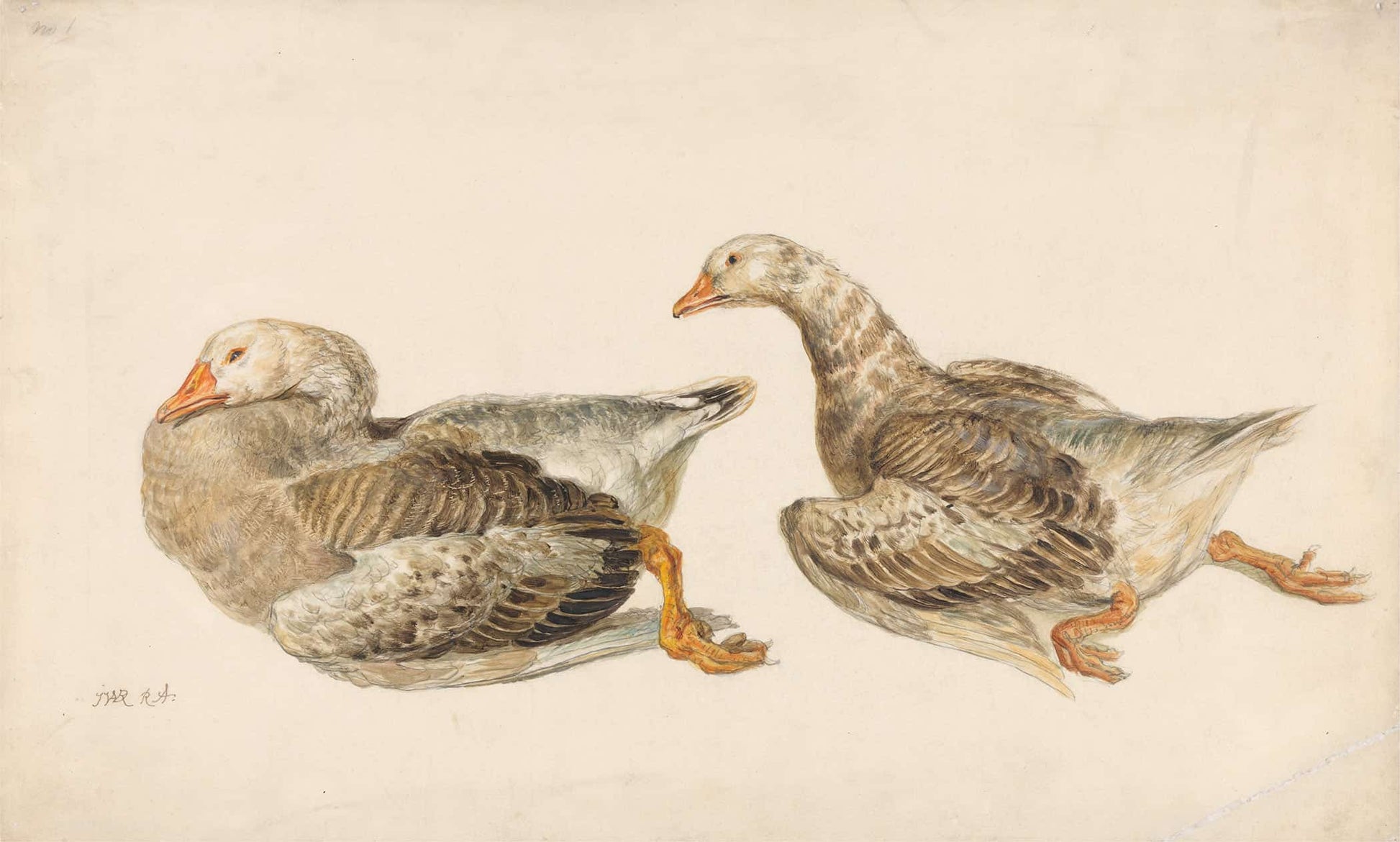 Studies Of Geese by James Ward
