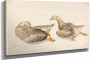Studies Of Geese by James Ward