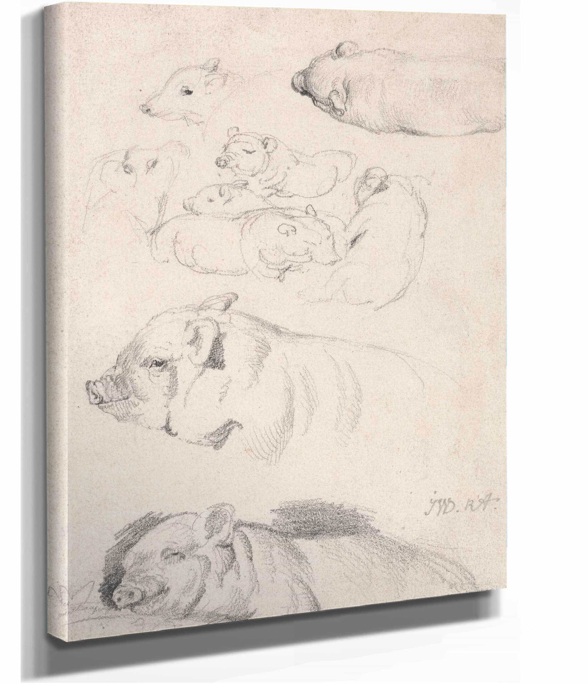 Studies Of Pigs by James Ward
