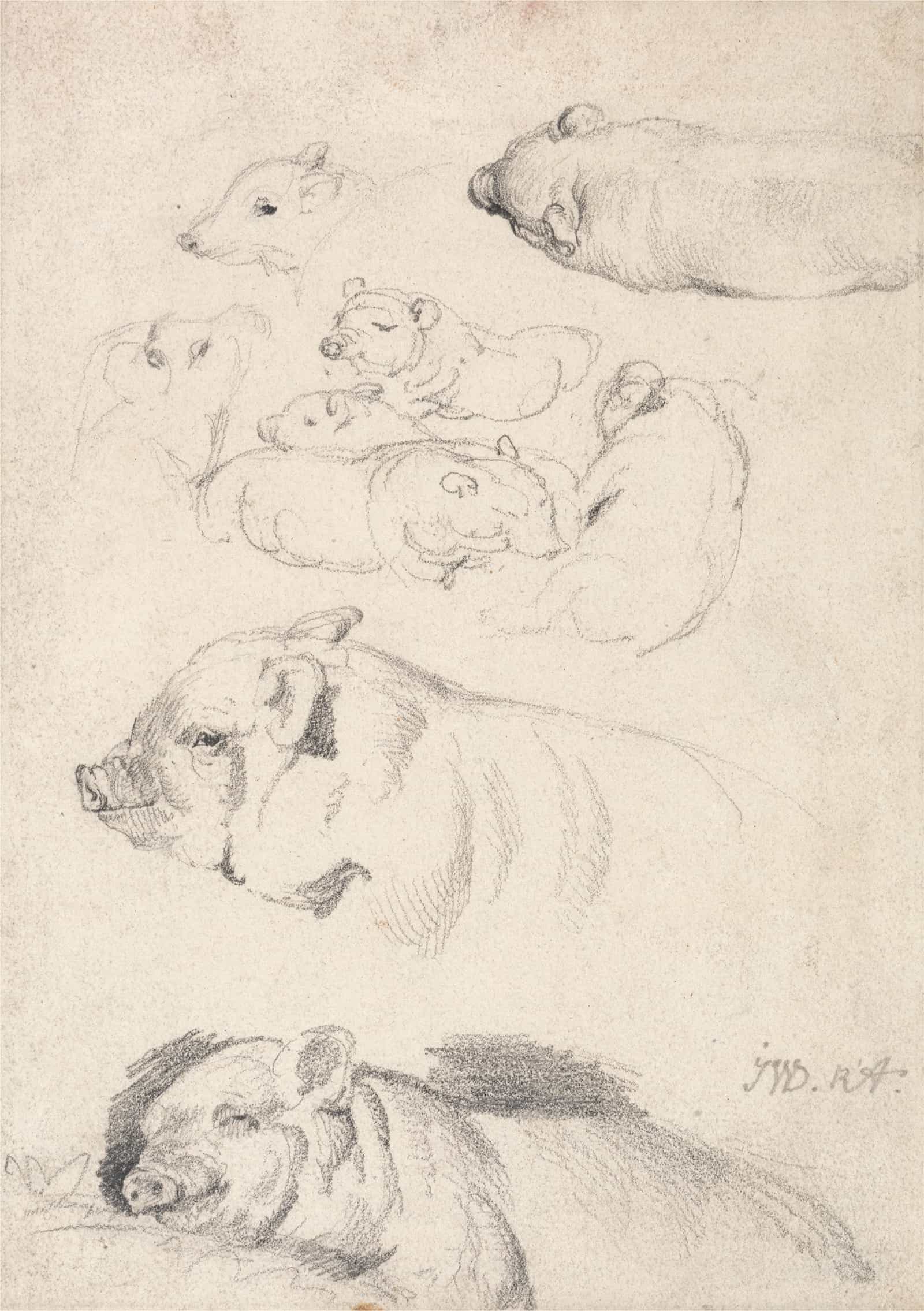 Studies Of Pigs by James Ward