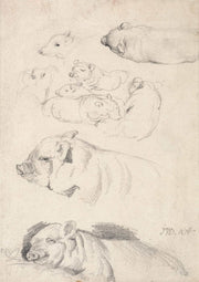 Studies Of Pigs by James Ward