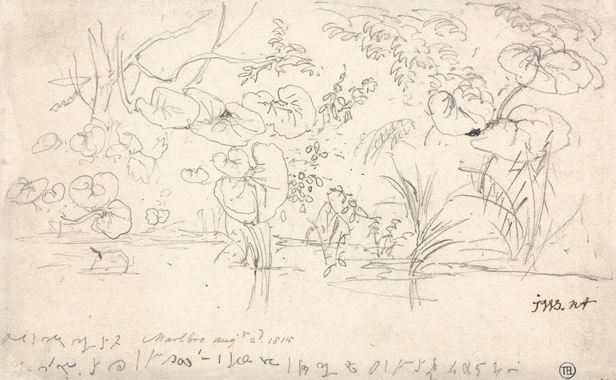 Studies Of Plants August  by James Ward