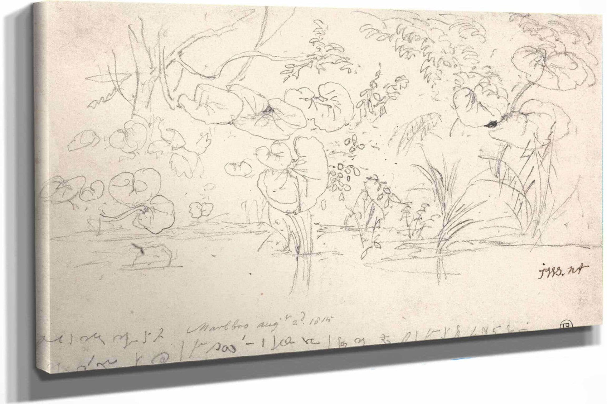 Studies Of Plants August  by James Ward