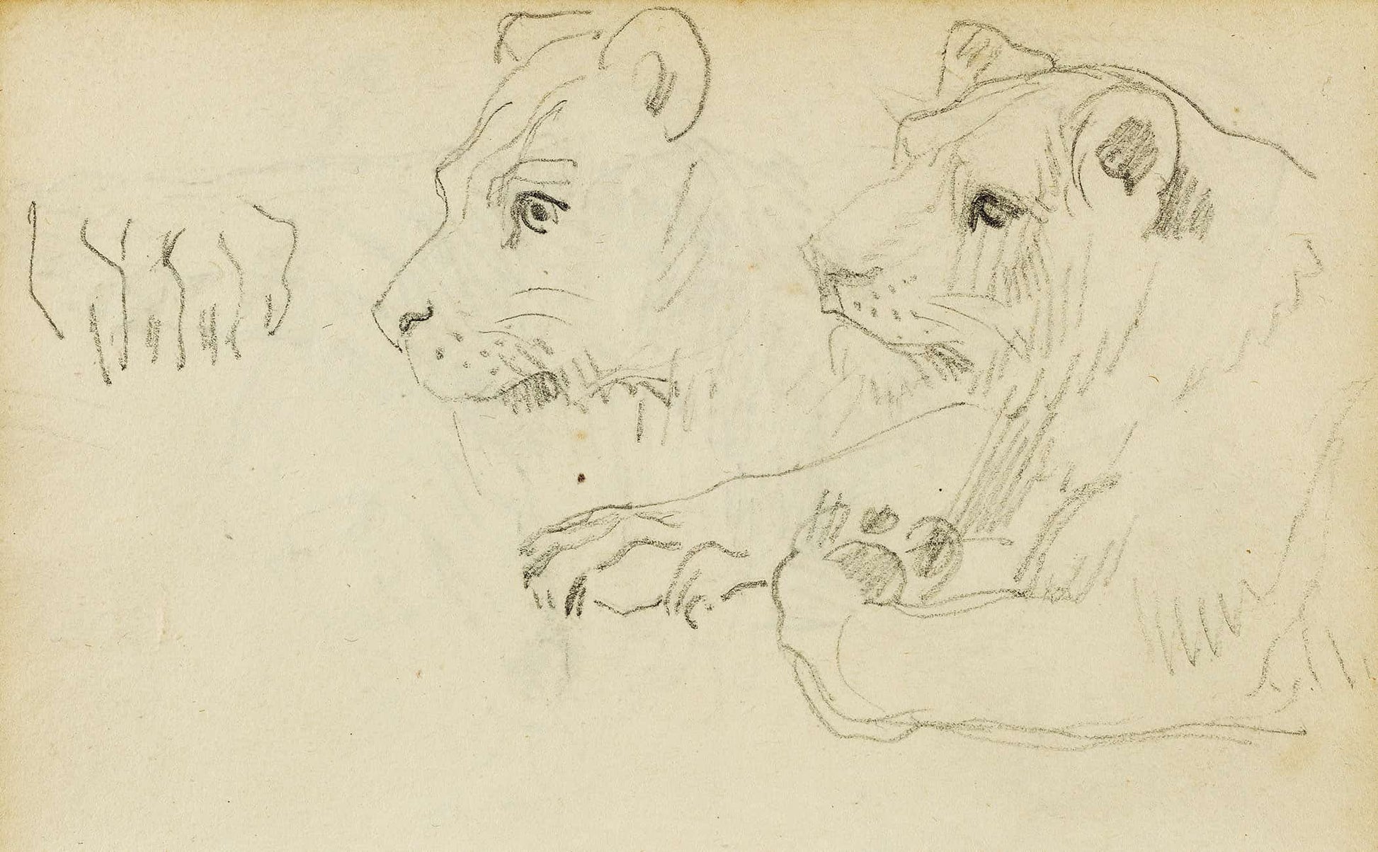 Studies Of The Head And Forelegs Of A Lioness  by Theodore Gericault