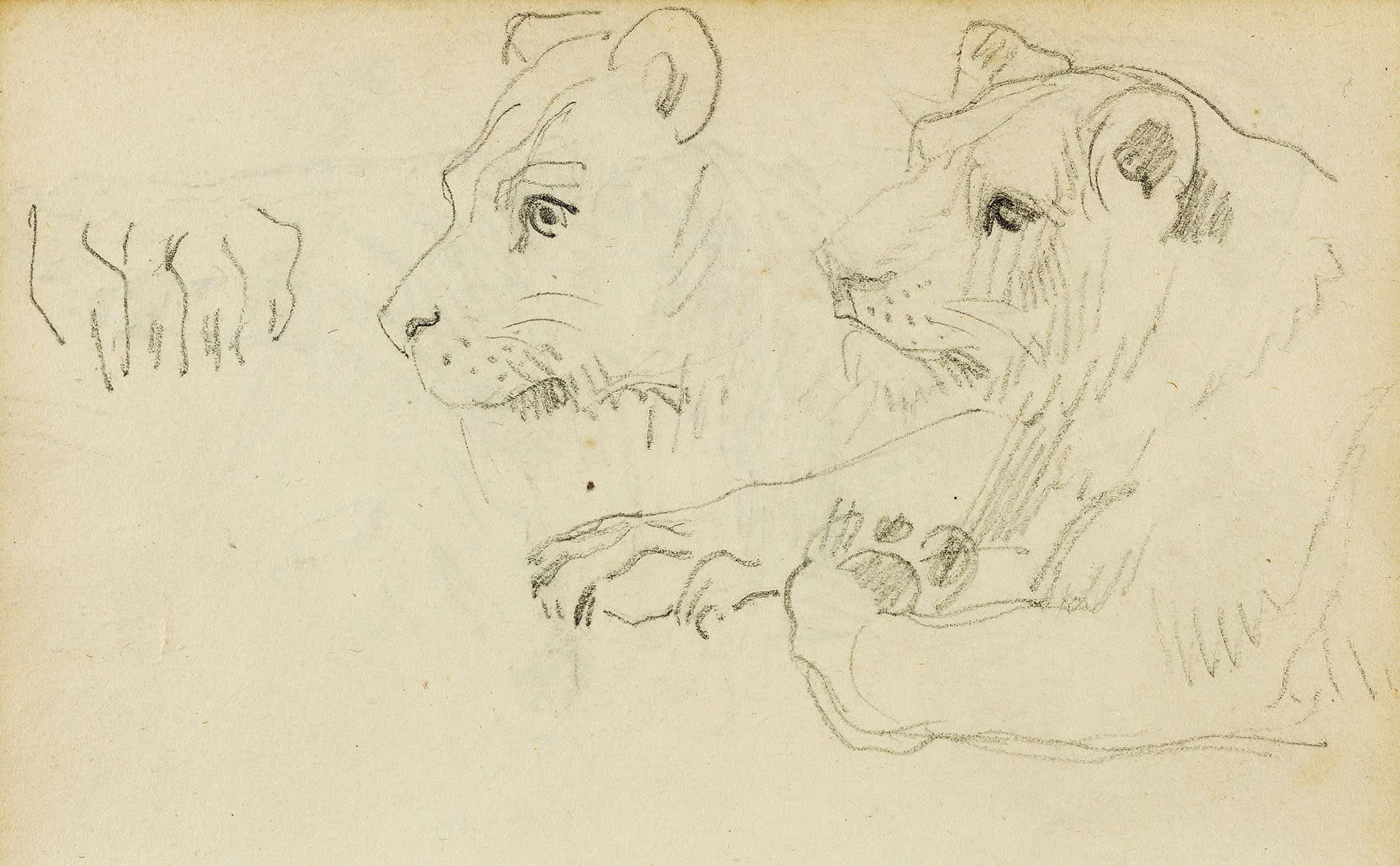 Studies Of The Head And Forelegs Of A Lioness  by Theodore Gericault