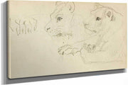 Studies Of The Head And Forelegs Of A Lioness  by Theodore Gericault