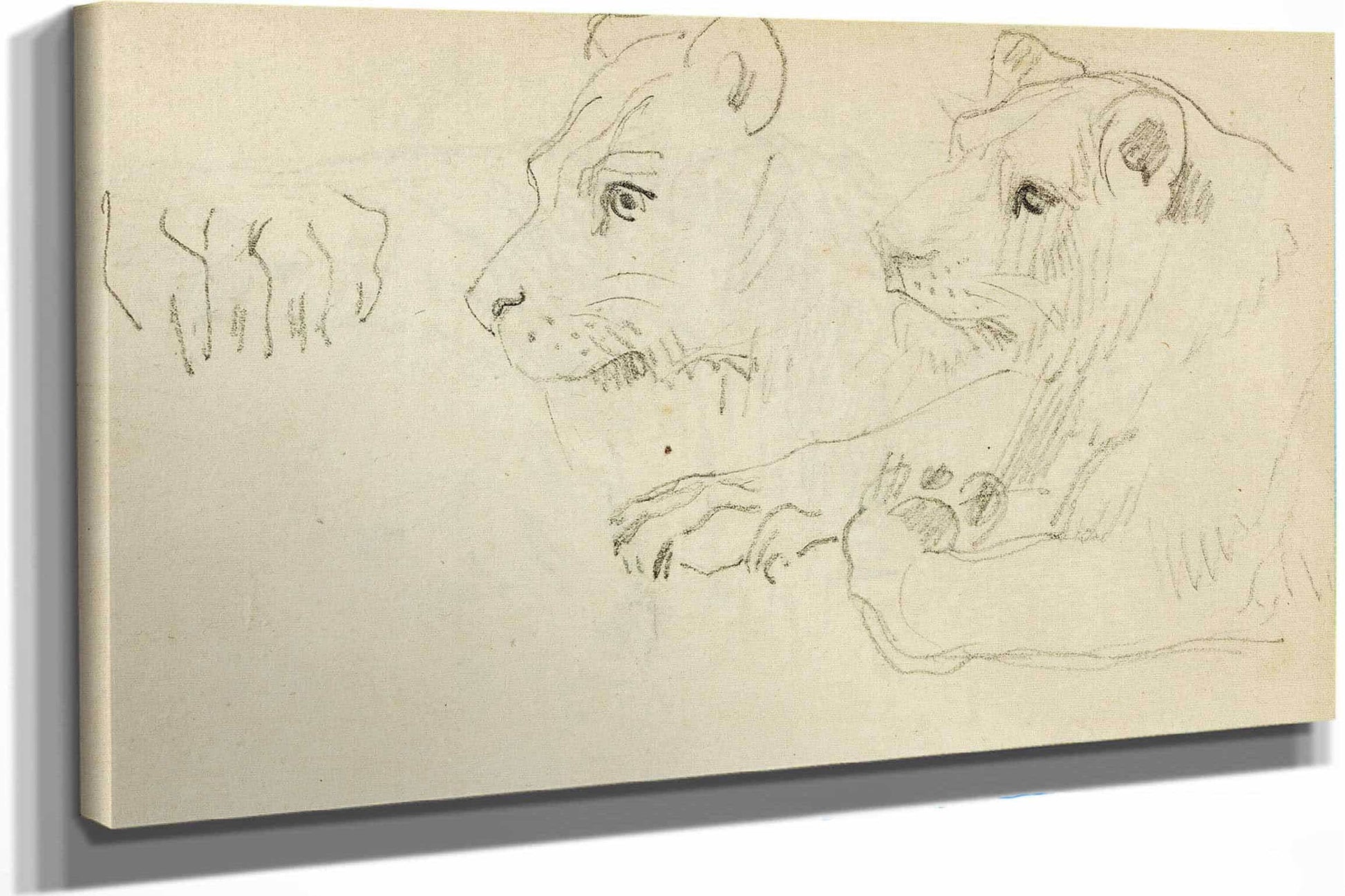 Studies Of The Head And Forelegs Of A Lioness  by Theodore Gericault