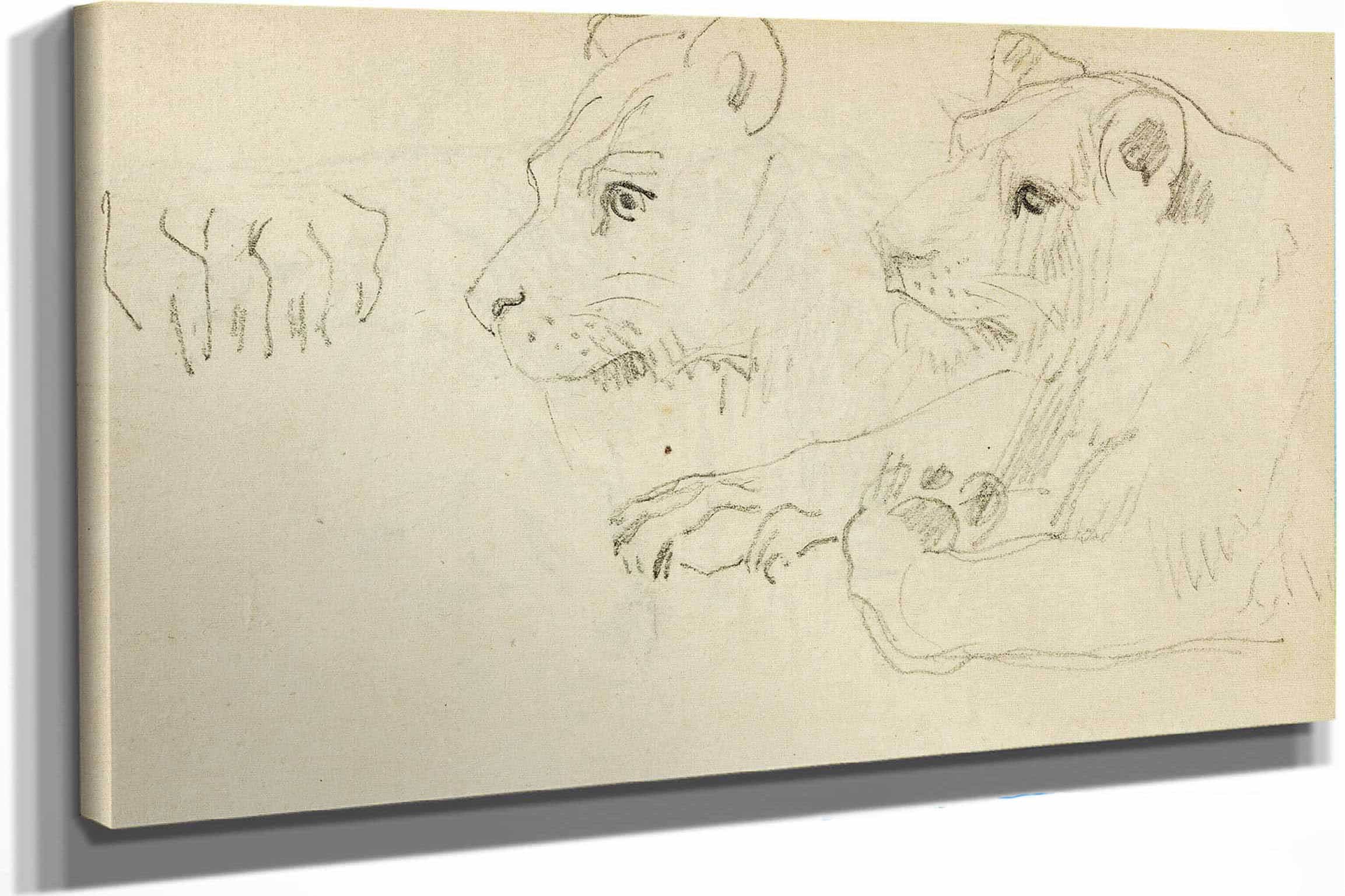 Studies Of The Head And Forelegs Of A Lioness  by Theodore Gericault