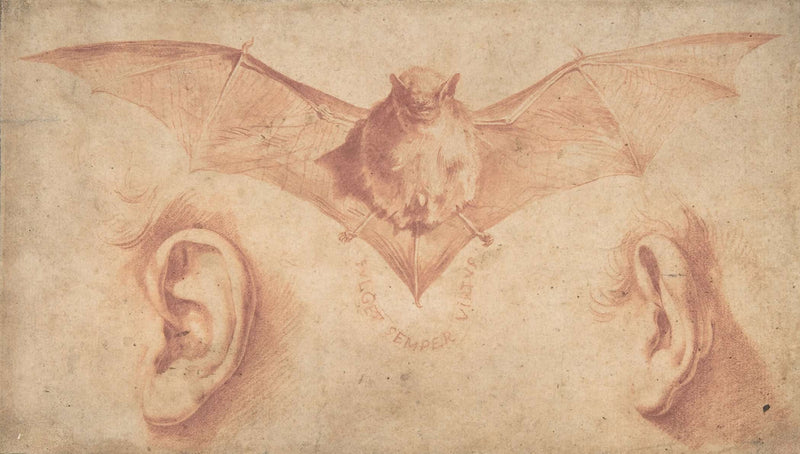 Studies Of Two Ears And Of A Bat by Jusepe De Ribera