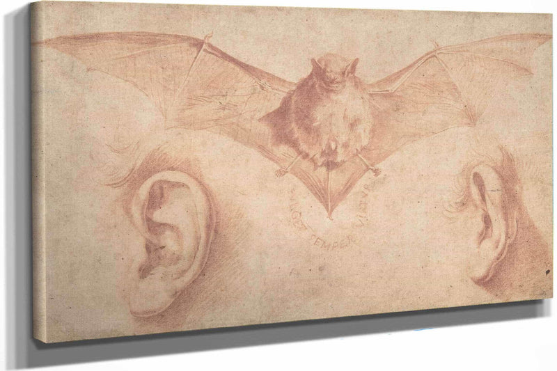 Studies Of Two Ears And Of A Bat by Jusepe De Ribera