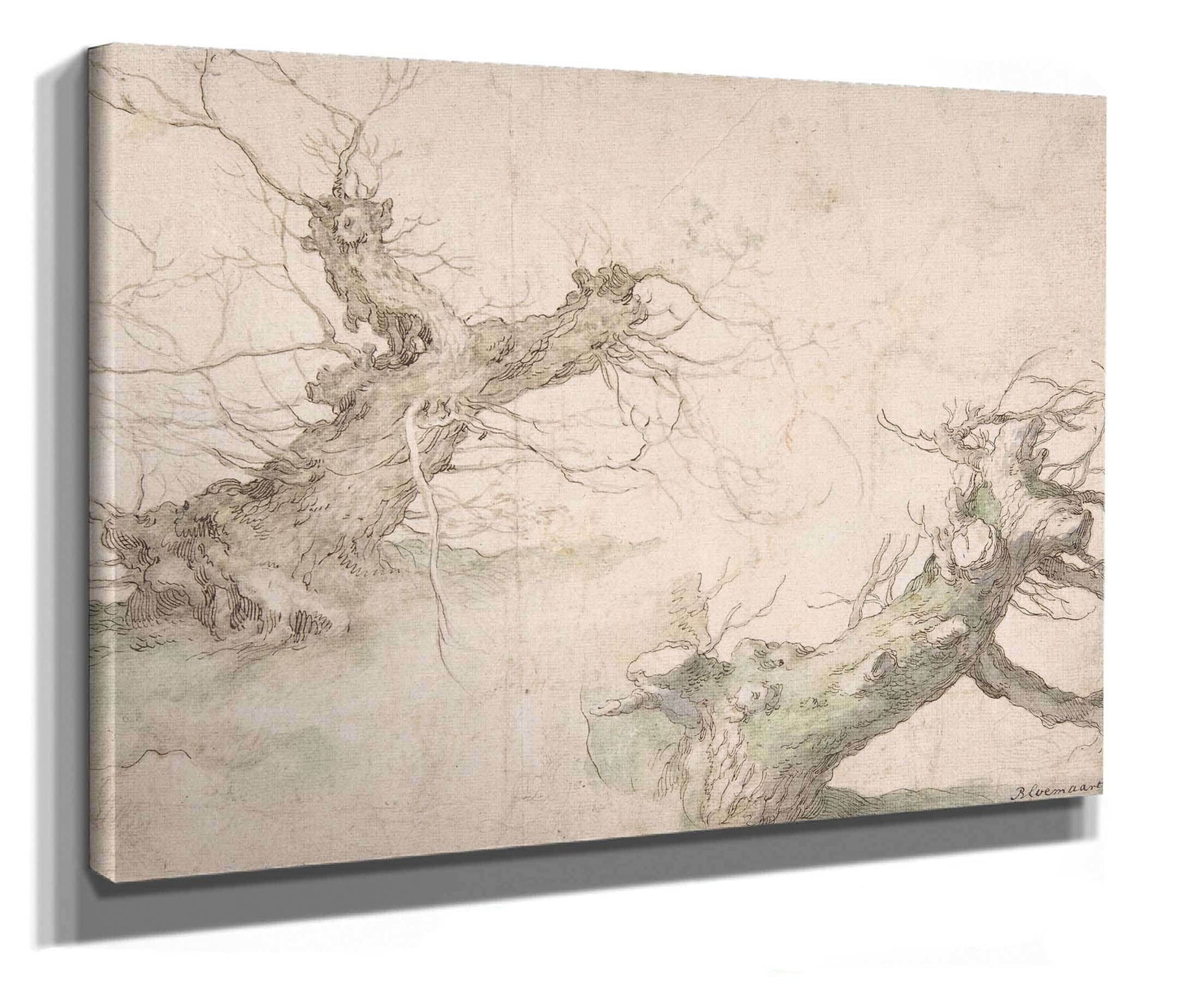 Studies Of Two Pollard Willows Th Century by Abraham Bloemaert