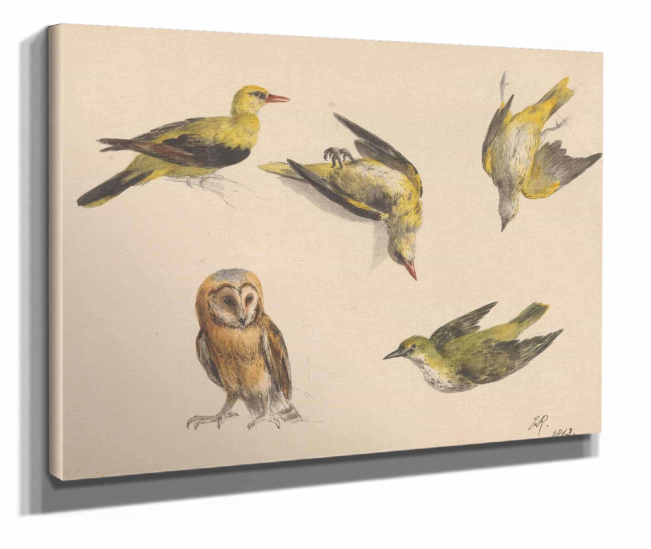 Studies Van Een Uil En Twee Wielewalen by Henriette Ronner Knip