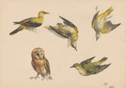 Studies Van Een Uil En Twee Wielewalen by Henriette Ronner Knip