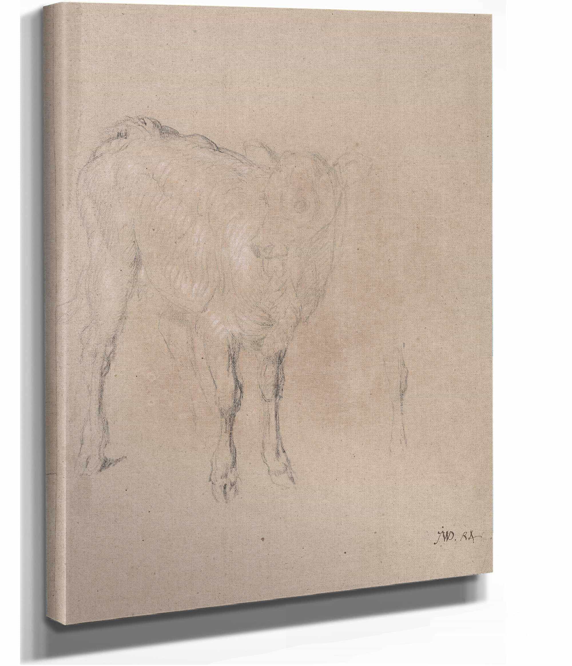 Study Of A Calf by James Ward
