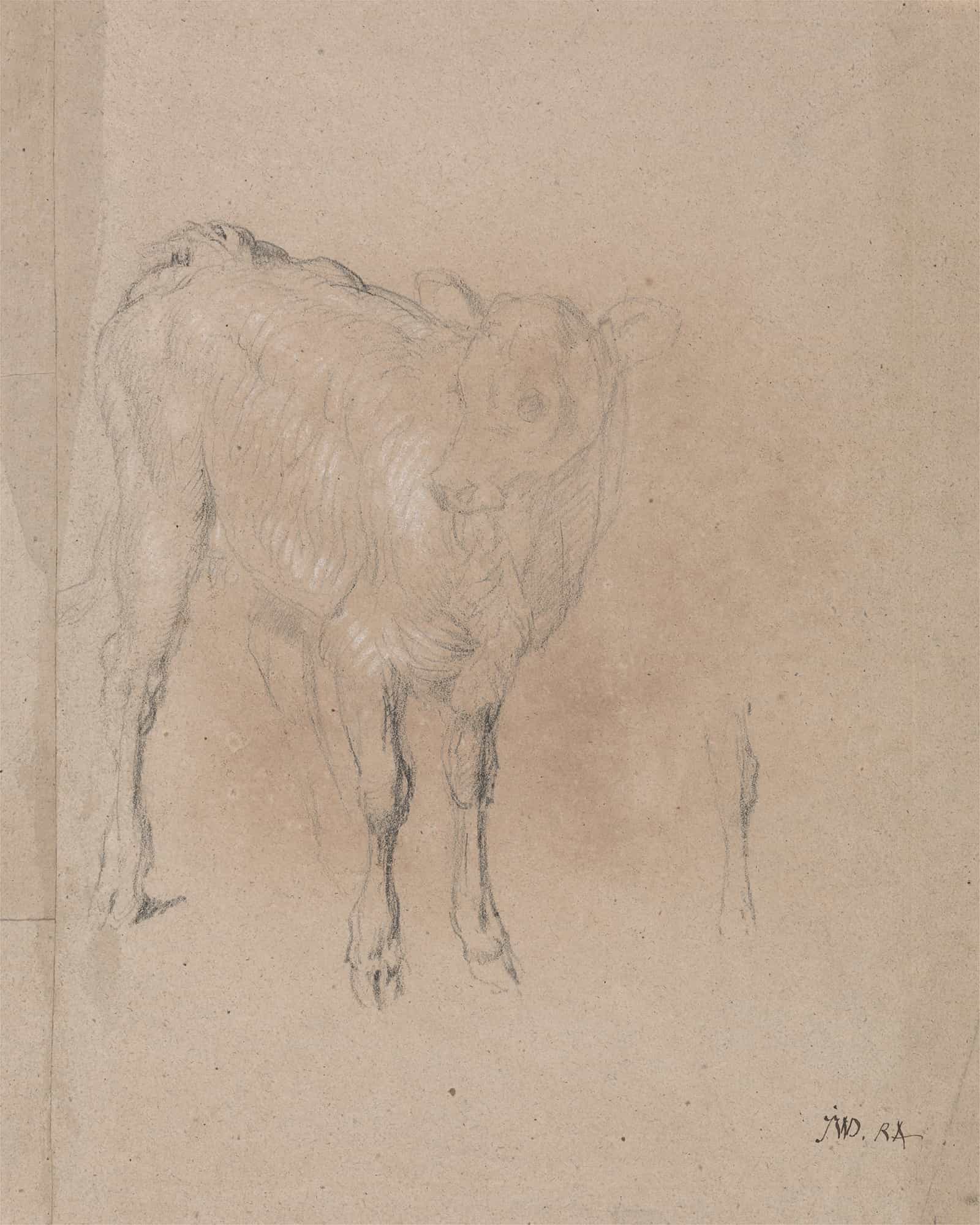 Study Of A Calf by James Ward