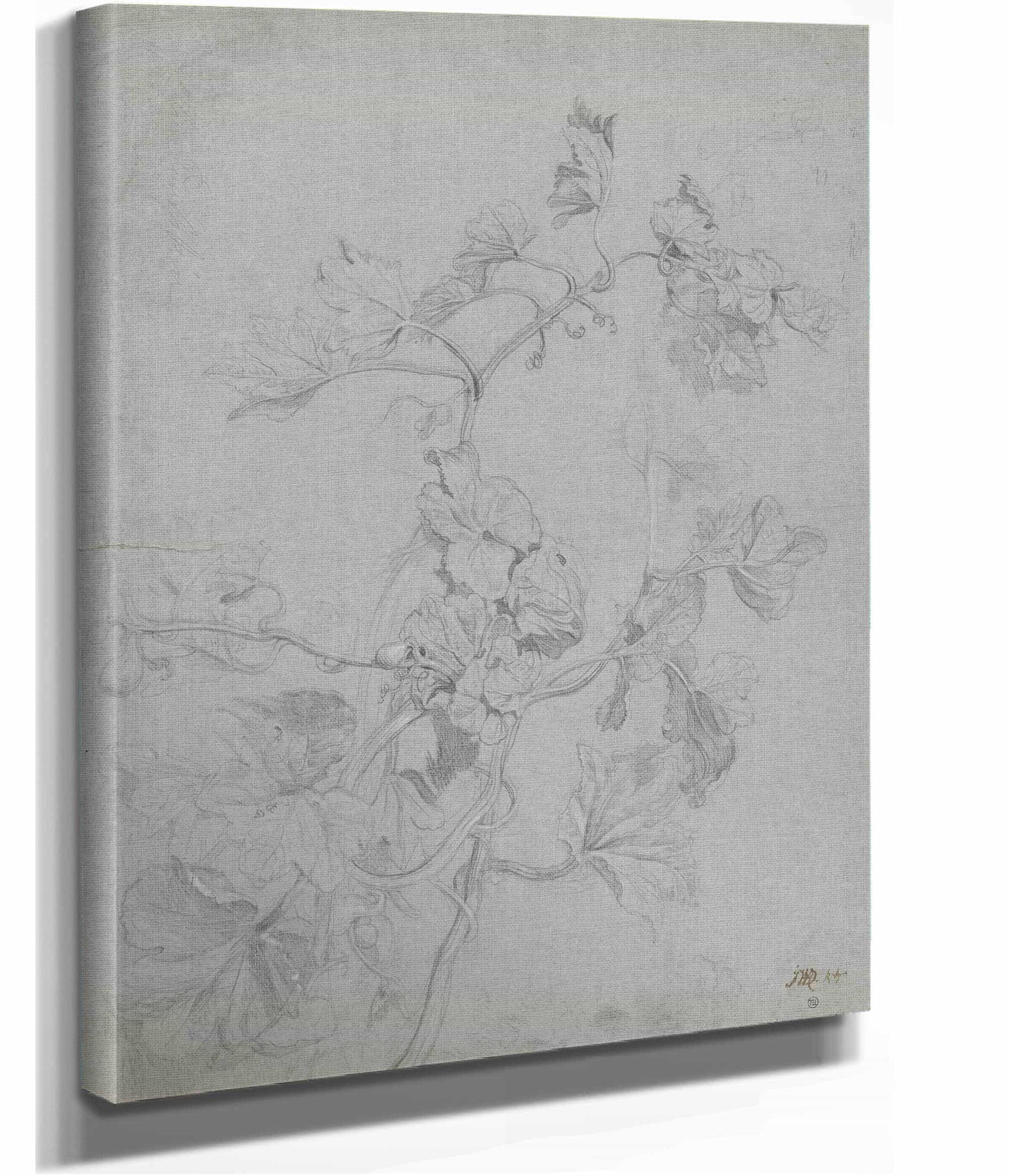 Study Of A Climbing Plant Pumpkin Family by James Ward