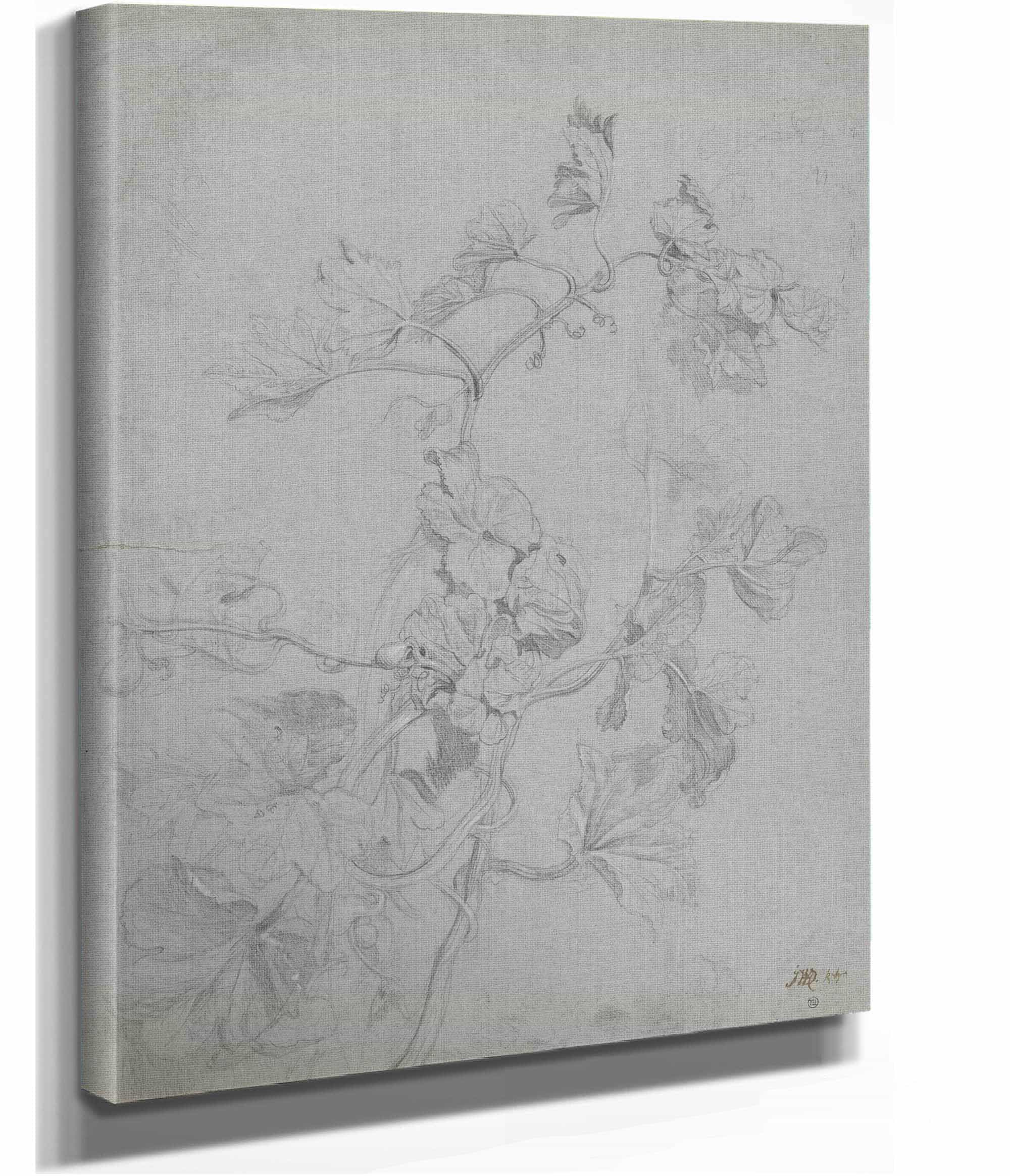 Study Of A Climbing Plant Pumpkin Family by James Ward