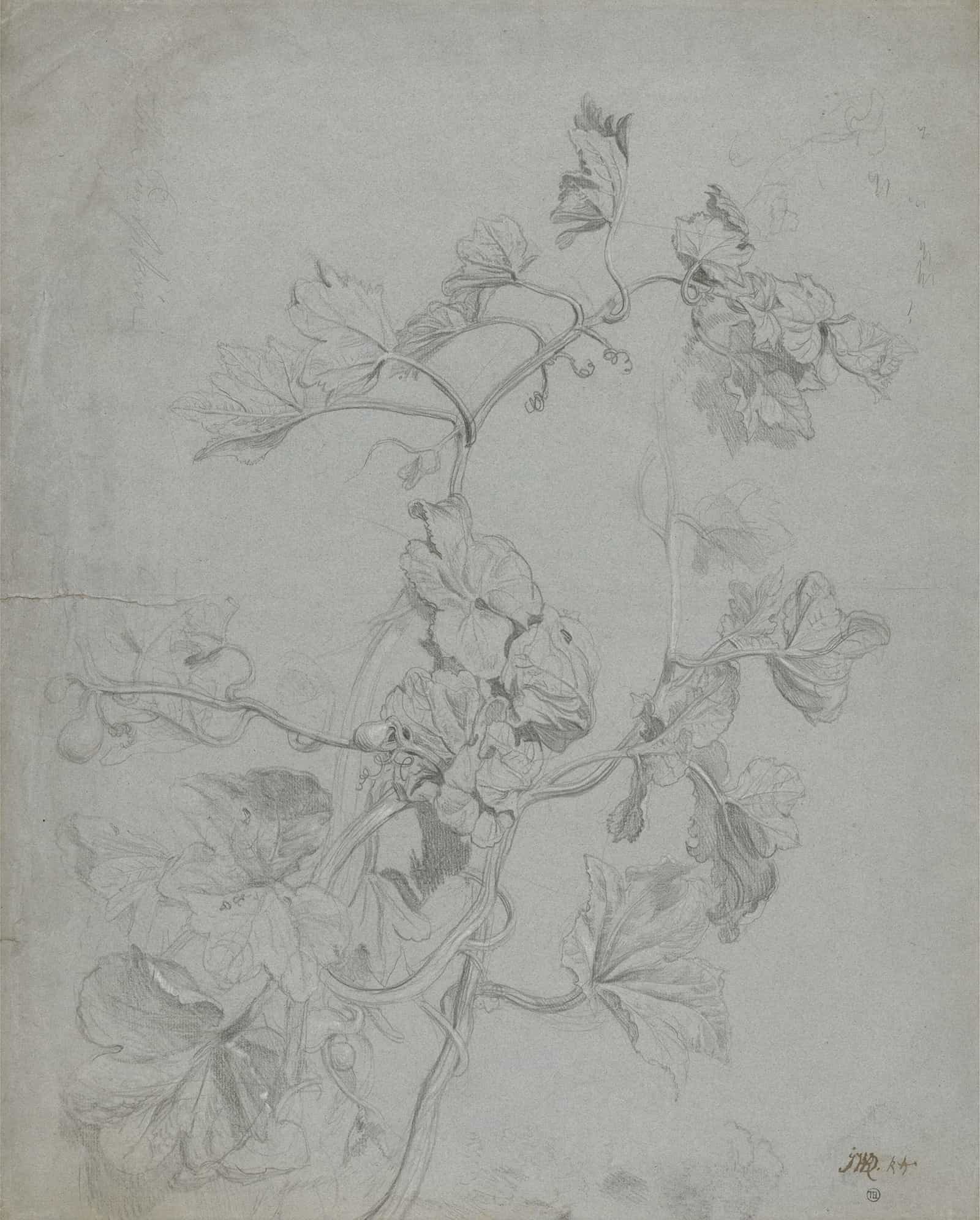 Study Of A Climbing Plant Pumpkin Family by James Ward