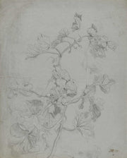 Study Of A Climbing Plant Pumpkin Family by James Ward