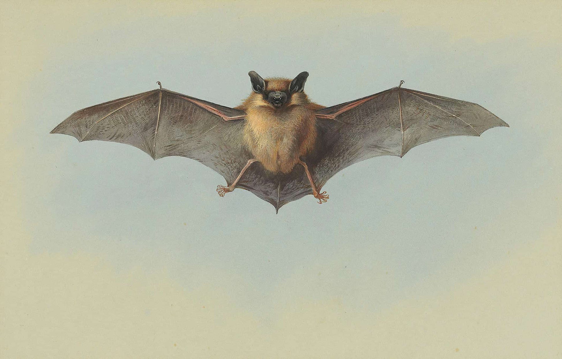 Study Of A Common Pipistrelle Bat by Archibald Thorburn